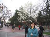 Cherry Blossom in Beijing