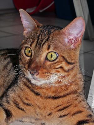 Mikey the Bengal