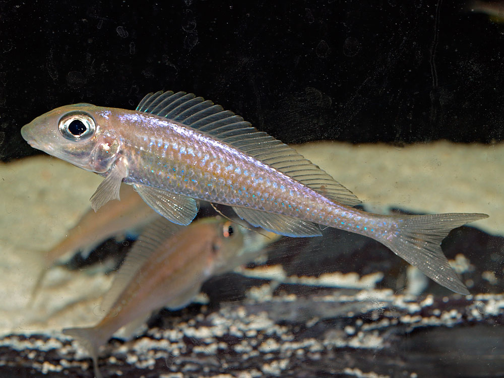 Asprotilapia leptura