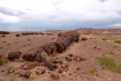 Broken Log