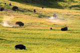 Close-up of Buffalo