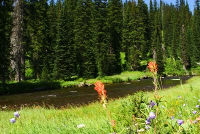 Indian Paintbrush and Bechler River