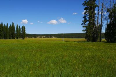 Meadows at Shoshone Lake