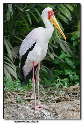 Yellow-billed Stork