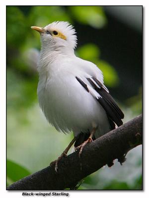 Black-winged Starling