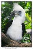 White-crowned Hornbill