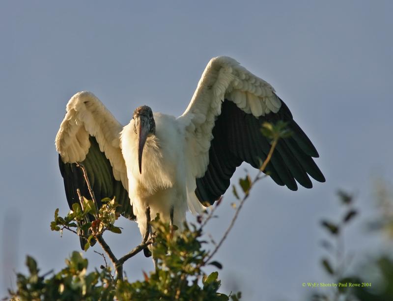 Woodstork 2.jpg
