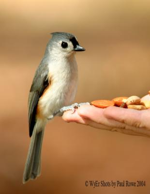 Tufted Titmouse and Wylies hand.jpg
