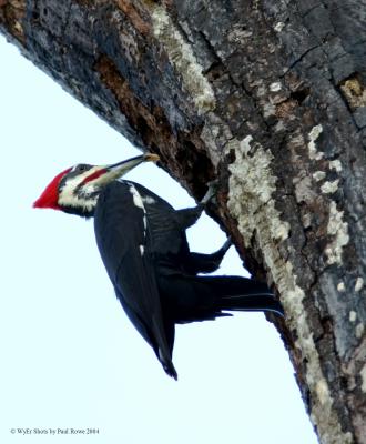 Pileated Woodpecker 4.jpg