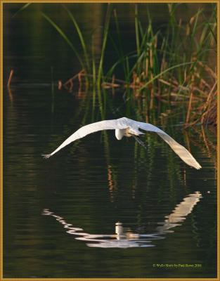 Great Egret in flight2.jpg