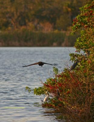 Limpkin 47.jpg