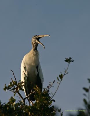 Wood Stork 1.jpg