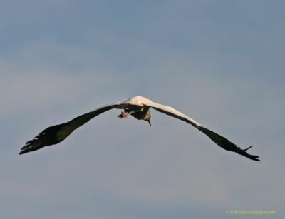 Woodstork 3.jpg