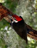 Pileated woodpecker3.jpg