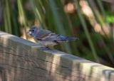 Young Blue Grosbeak 2.jpg