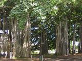 giant banyan trees