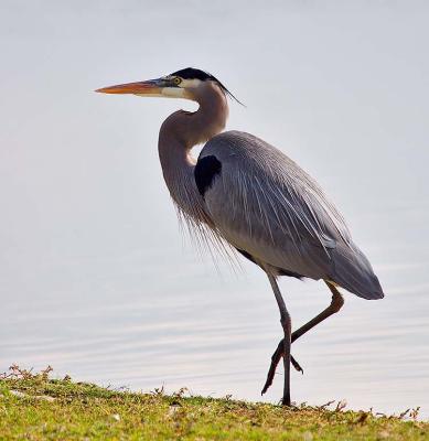 Great Blue Heron