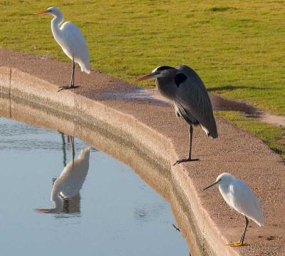 A Snowy Egret, A Great Blue Heron, and A Great Egret Stepped Up To The Bar...