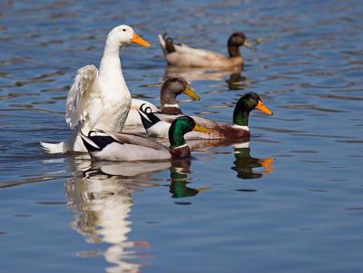 u13/rafael_enrique/medium/41597014._MG_2175HappyDuckW.jpg