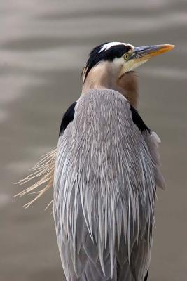 u13/rafael_enrique/medium/41597027._MG_4129.GBHfromBackW.jpg
