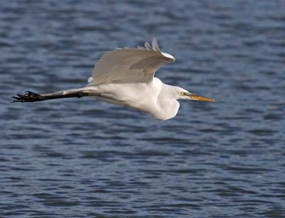 u13/rafael_enrique/medium/41597363._MG_4176GESoaraboveh20W.jpg