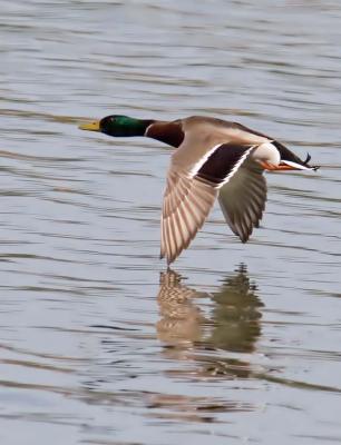 u13/rafael_enrique/medium/41597365._MG_3516Mallardflywingsdownh20W.jpg