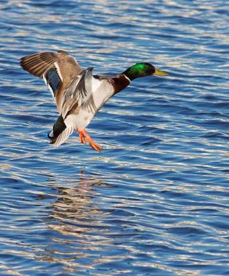 u13/rafael_enrique/medium/41716756._MG_1858DuckcomininW.jpg