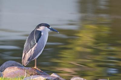 Black-Crowned Night Heron