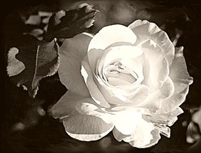 White Rose (sepia treatment)