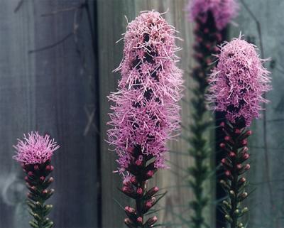 Gay Flowers