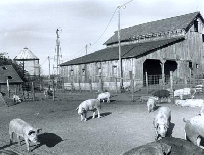 Pig Farm