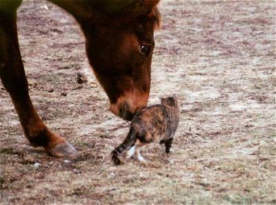 Horse with Cat