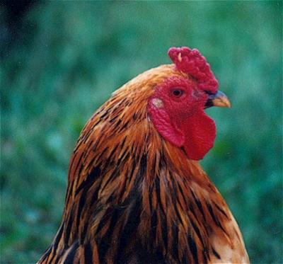 Chicken Head