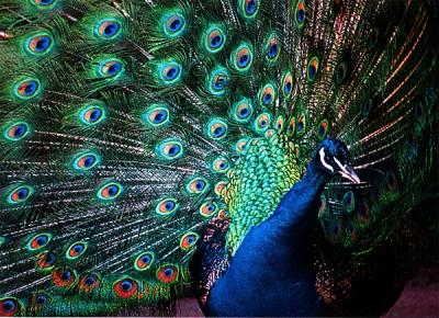 Peacock