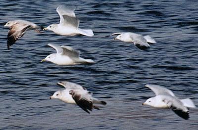 Gulls in Flight