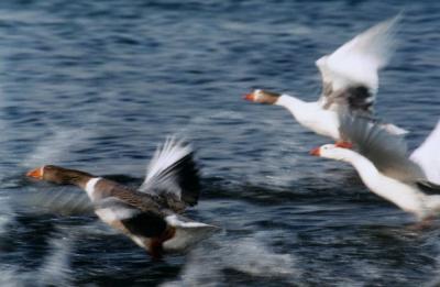 Geese Taking Off