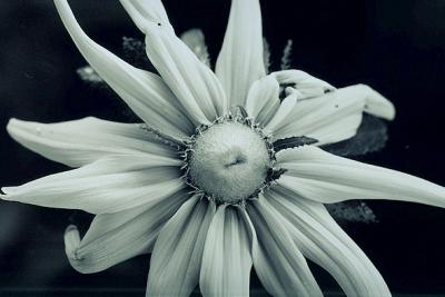 Black and White Daisy