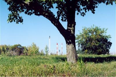 Tree framing Chemplex Plant