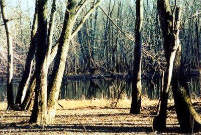 River and Trees