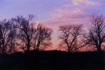 Sunset through the Trees