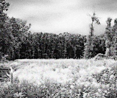 Grass Field with Tall Tree