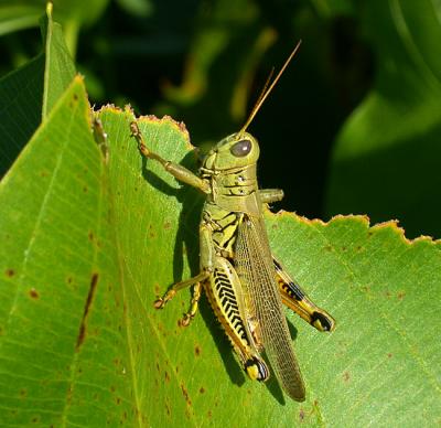 Spur throated Grasshopper 1