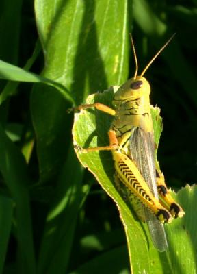 Spur throated Grasshopper