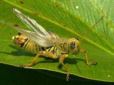 Short Grasshopper with Wings