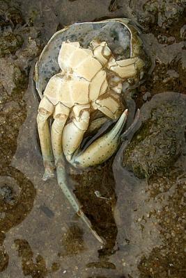 Crab