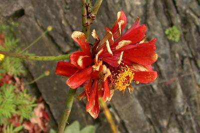 Red Flower, in the fall, at Olana