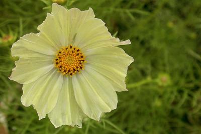 Flower, at the garden at Olana