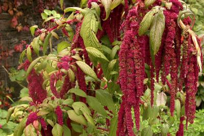 Flowers, at the garden at Olana