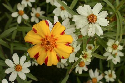 Flowers at Olana