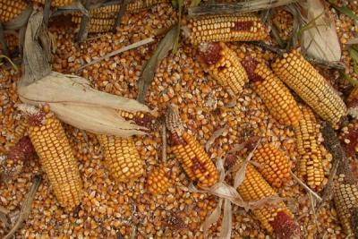 Corn